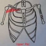 Upper Pec - Collarbone to Arm