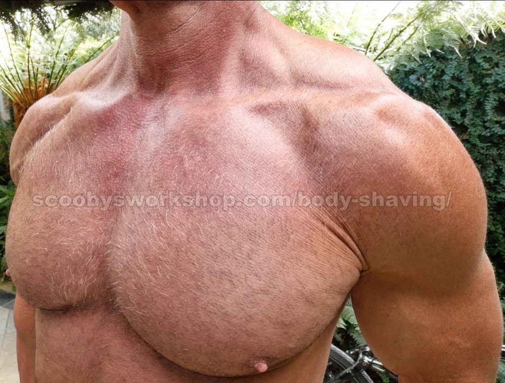 hairy-bodybuilder-pecs