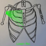 Lower Pec - Sternum to Arm