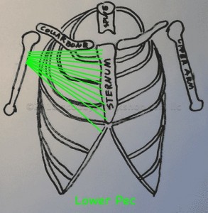 Lower Pec - Sternum to Arm