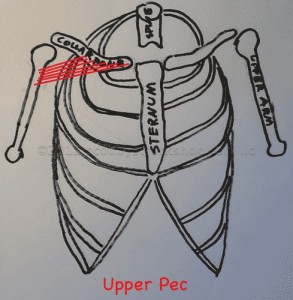 Upper Pec - Collarbone to Arm