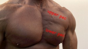 Bodybuilder Upper Pec and Lower Pec