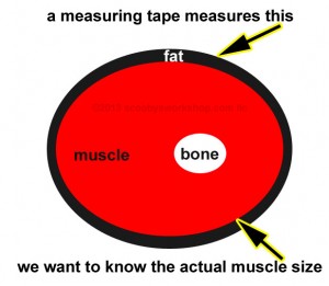 Leg-Cross-Section