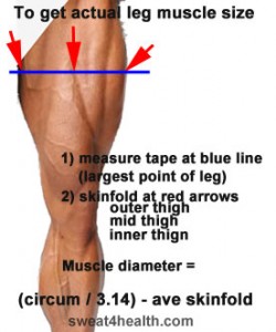 measuring muscle size