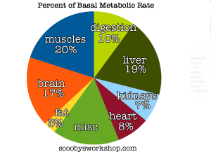BMR-percent-muscles-fat-brain