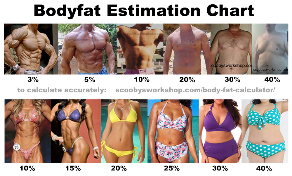 body fat estimation chart men women